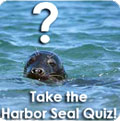 Take the harbor Seal Quiz!